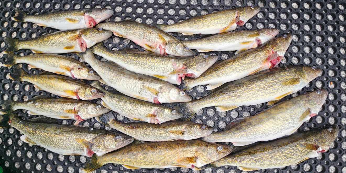 Tony Owsians catch of walleye on Twirlee-Gig worm harnesses Tony Owsians catch of walleye on Twirlee-Gig worm harnesses