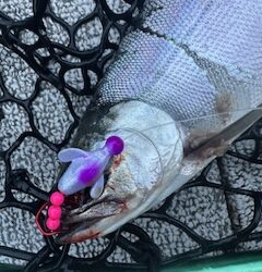 Small Dodgers for Kokanee: The Ultimate Summer Fishing Secret Weapon