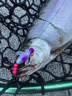 Kokanee Twirlee-Gig